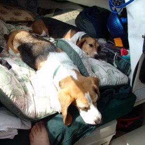 Lazy dogs.