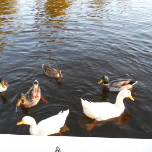 making friends in Bath 2010