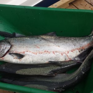 A better picture of the 23 lber