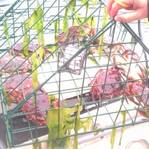 Foss Waterway Crabs
