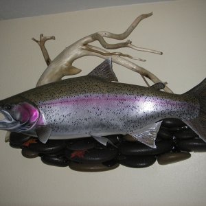Suskwa River Steelhead