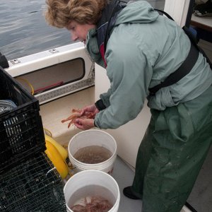 Spot Shrimp Discovery Bay