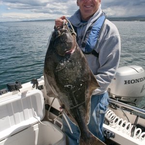 12 lb Halibut Green Point