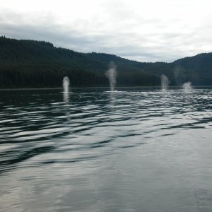 Whales aplenty near Pt. Adolpus, Alaska