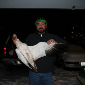 snow goose