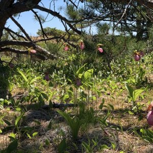 Julian Bay Hike Lady Slipper Orchids