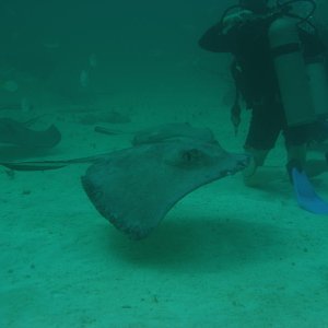 Tom 's under water photos....Sting rays