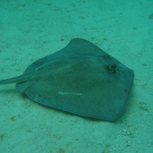 sting rays
