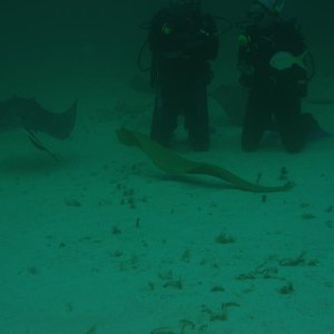 Large Green Morey EEL hungry for our bait