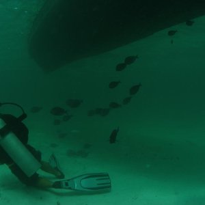Blue tangs under the boat