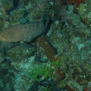 Grouper