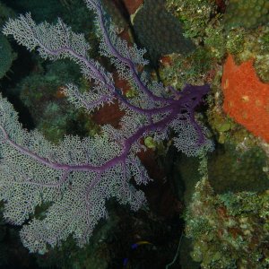 Purple fan coral