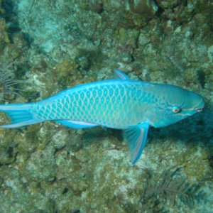 parot fish