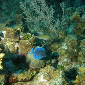 blue tangs