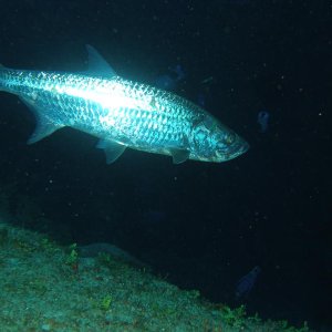 Tarpon