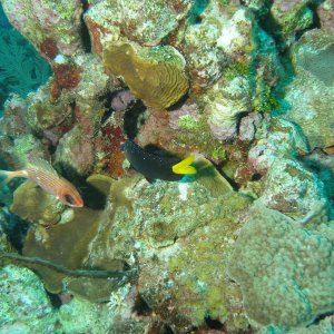 susan's favorite fish... babies are all black with neon blue pokadots.. yellow tale is an adult