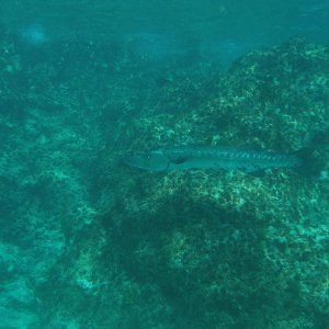 5 ft baraccuda... it was a long as me!!!!