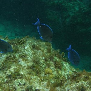 blue tangs