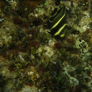 anyone's guess but very pretty..only saw one the whole trip