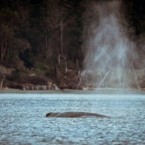 Finally some whales in calm water, with no other boats around, this is what we came for!