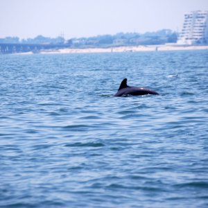 West side of the Lynnhaven Bridge is in the background with second pod