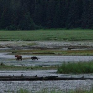 Sow and cub fishing at Sweetheart Creek