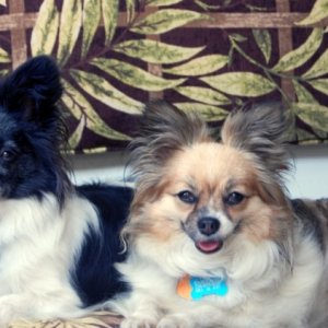 Media 'Dabber & Daisy (Boat Dogs)' in album 'First  Mate
 Daisy Mae'