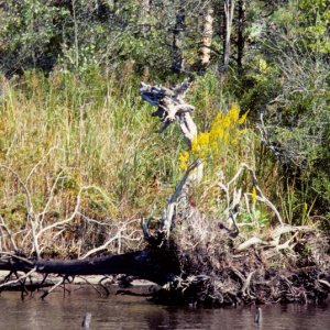 Dragon Tree of VA- on the North Landing River