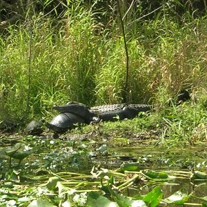The campground gator has a friendly pillow