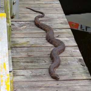 This non-venomous brown water snake lived on the dock where all our boats were tied up.