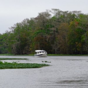 Comfy Dory, Y-Knot, and Blues Cruiser on the beautiful Hontoon Dead River.