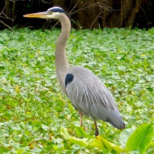 We saw lots of my favorite bird, the great blue heron.