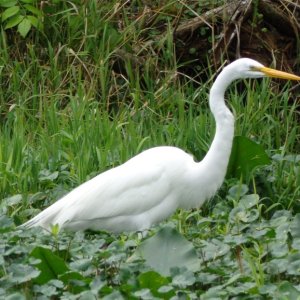 Great egret.