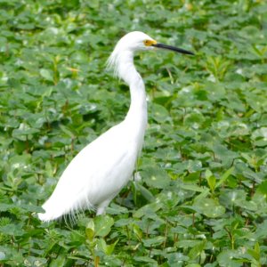 Snowy Egret.