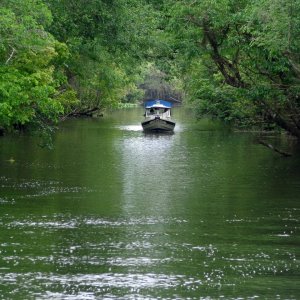 The Oklawaha Queen under the beautiful canopy of the cut that joins the St. John's River and the Hontoon Dead River.