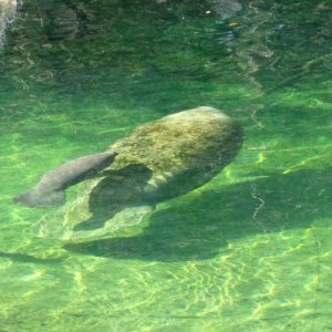 A mother and baby manatee at Blue Springs State Park.  We saw about 12 manatees while we were there.
