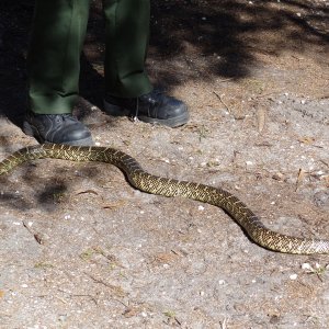The photo beside the boots show just how BIG this snake was!
