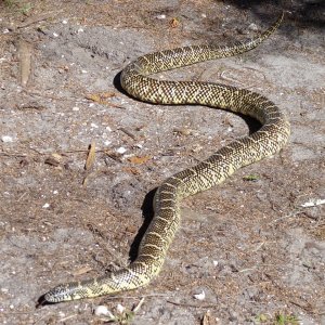 Welcome to Hontoon Island State Park!