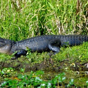This was the resident alligator who lived right beside of the dock the C-Brats occupied.  The rangers said that he normally was on the bank every day but was hiding until most of the boats left on Monday.