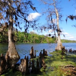 The Hontoon Dead River as viewed from the hiking trail.