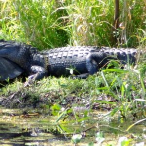 This turtle and alligator hung out together all day.  The alligator is using the turtle as a chin rest.