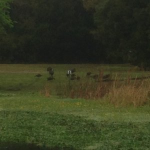 One of many gaggles of turkeys.