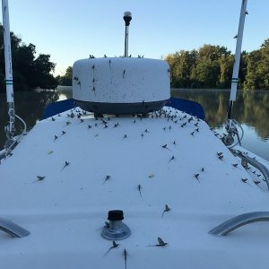Yuck. Mayflies attack Midnight Flyer in Dark Chute along the Illinois River just north of Hardin.