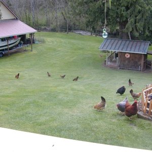 Currently 12 Chickens, averaging 7 eggs/day.  2011