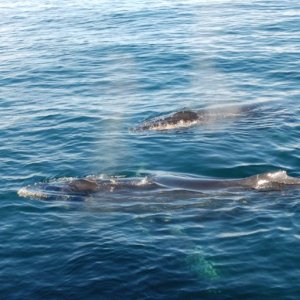 humpback1
