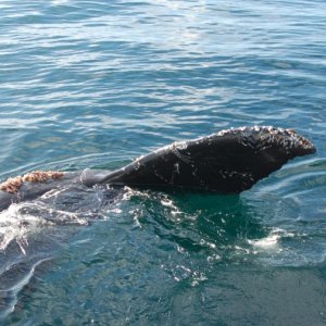humpback4
