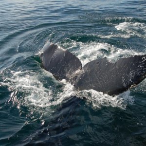 humpback6