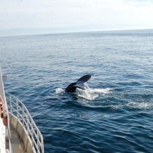 humpback7