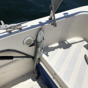 If anyone wondered a remora will stick themselves to the boat. I