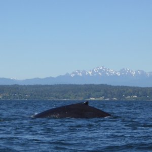 Spotted this lone humpback whale just as I was returning to port in Edmonds.  He was a bugger to get a photo of! Would disappear for 5+ minutes at a time.